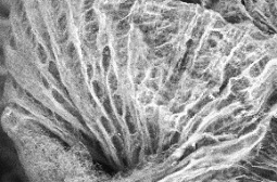 Воронковидность ротовой присоски: расположение мышечных волокон при замкнутой глотке